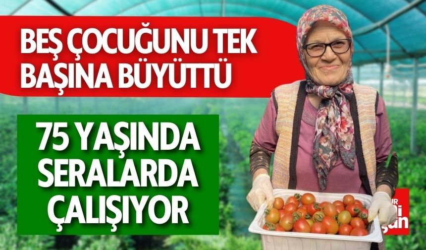 Eşsiz Azmiyle Sevim Teyze! 75 Yaşında Serada Geçimini Sağlıyor