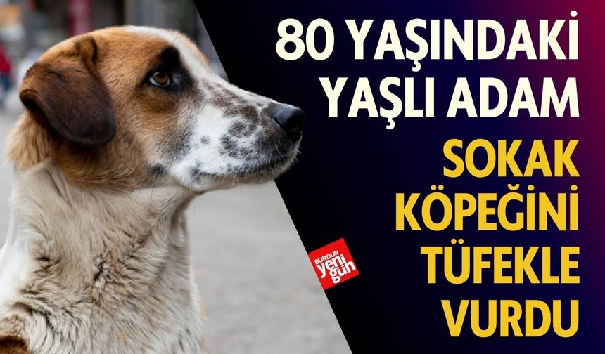 80 Yaşındaki Adam Sokak Köpeğini Tüfekle Vurdu