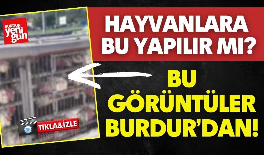 Bu Görüntüler Burdur’dan! Hayvanlara Bu Yapılır mı?