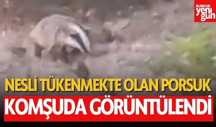 Nesli tükenmekte olan porsuk, komşuda görüntülendi