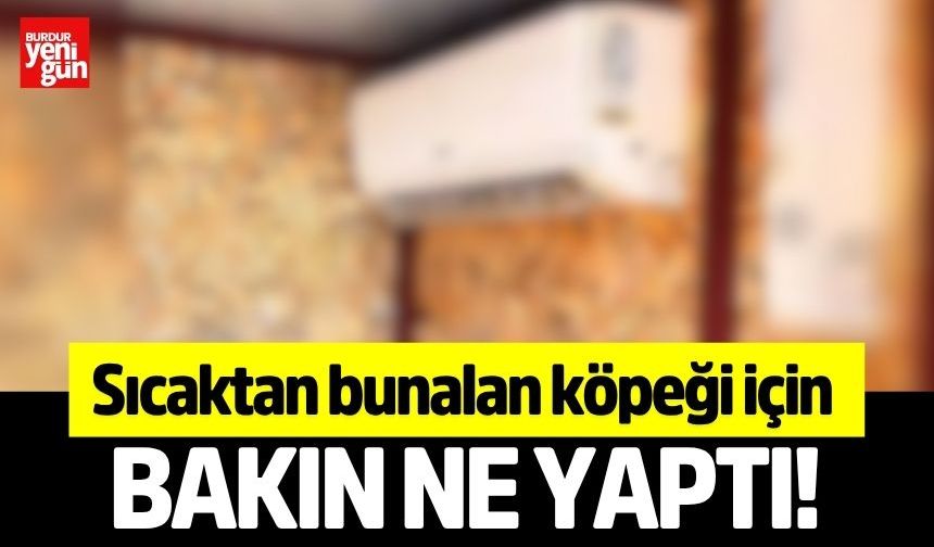 Sıcaktan bunalan köpeği için bakın ne yaptı