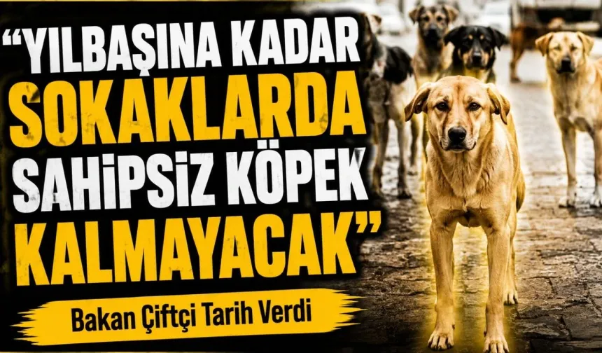 Yılbaşına Kadar Sokaklarda Sahipsiz Köpek Kalmayacak