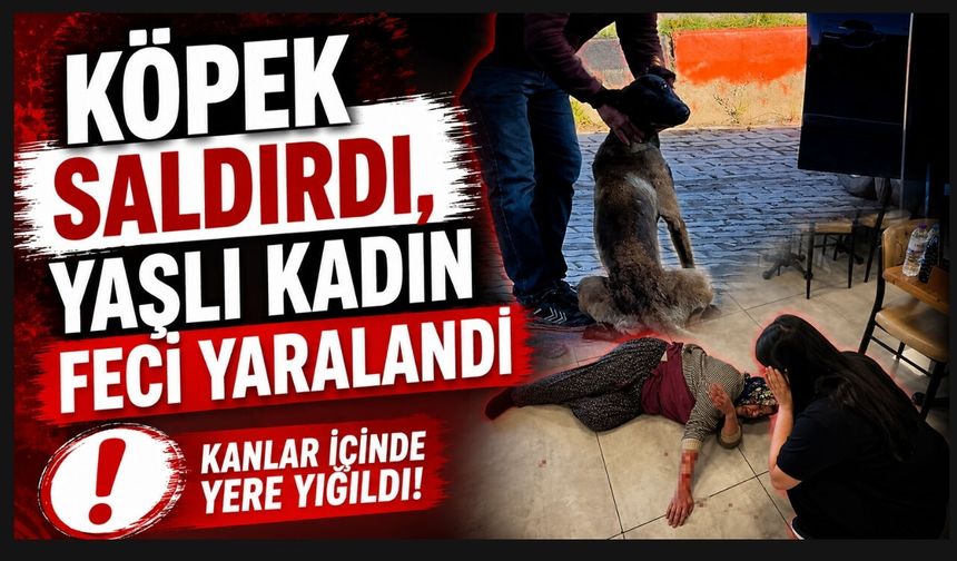 Tekmelere aldırmayan köpek kadının kolunu kopardı