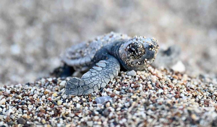 Antalya'da caretta caretta yavruları denizle buluştu