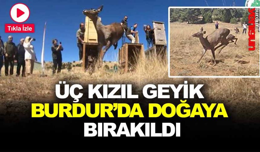 ÜÇ KIZIL GEYİK  BURDUR’DA DOĞAYA  BIRAKILDI